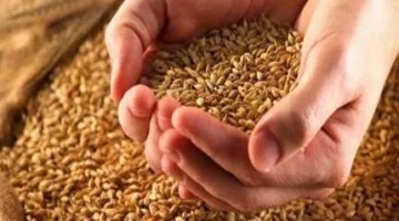 ضبط 12 طنًا من القمح في محلات أعلاف لاستعمالها بطرق غير مخصصة في البحيرة