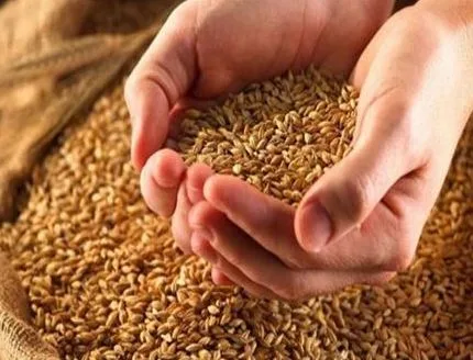 ضبط 12 طنًا من القمح في محلات أعلاف لاستعمالها بطرق غير مخصصة في البحيرة