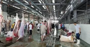 الطب البيطري في بورسعيد يُكوِّن لجنة لتفقد المجزر استعداداً لعيد الأضحى. الطب البيطري في بورسعيد يُكوِّن لجنة لتفقد المجزر استعداداً لعيد الأضحى.