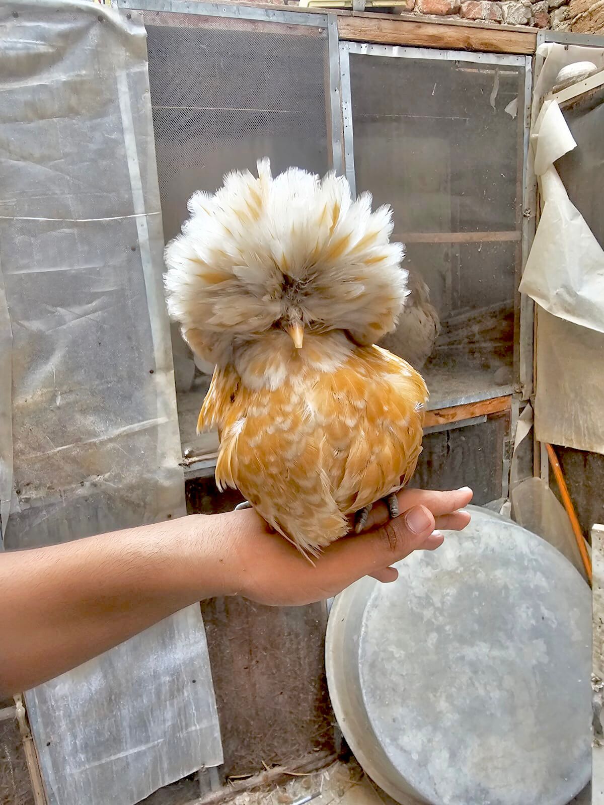 جمال دجاج الزينة في جماله