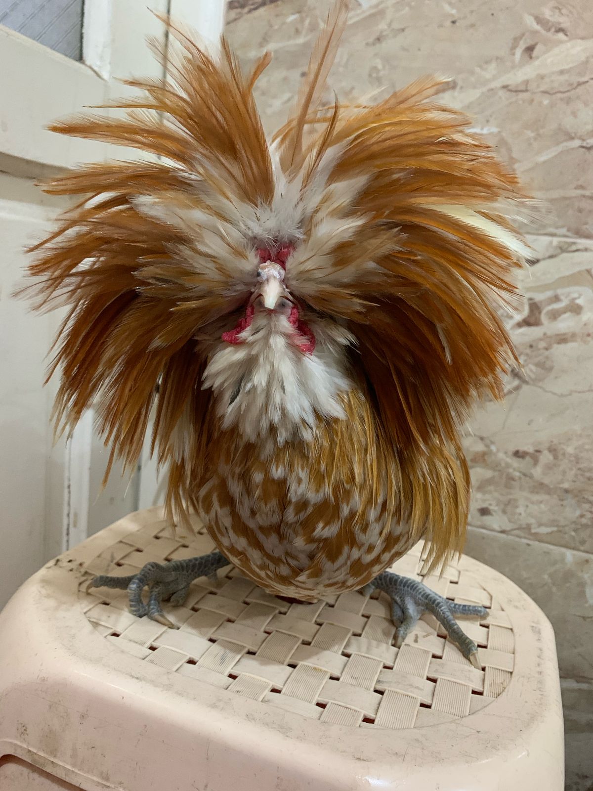 دجاج الزينة من نوع بادو
