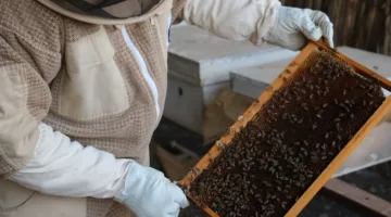 3 أطنان.. حجم إنتاج العسل في ولاية منح لهذا الموسم