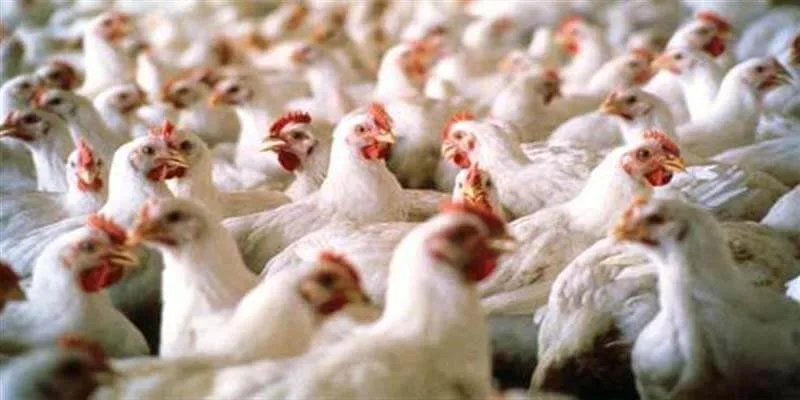 30% من الدواجن في مصر فقدت حياتها نتيجة فيروس وبائي.. تأكيد رئيس اتحاد منتجي الدواجن 30% من الدواجن في مصر فقدت حياتها نتيجة فيروس وبائي.. تأكيد رئيس اتحاد منتجي الدواجن