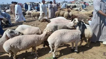 قبل عيد الأضحى: ورش عمل بيطرة في الإسماعيلية لتثقيف المواطنين حول أساسيات ذبح الأضحية.
