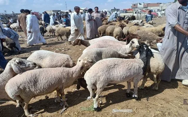 قبل عيد الأضحى: ورش عمل بيطرة في الإسماعيلية لتثقيف المواطنين حول أساسيات ذبح الأضحية. قبل عيد الأضحى: ورش عمل بيطرة في الإسماعيلية لتثقيف المواطنين حول أساسيات ذبح الأضحية.