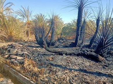 حريق ضخم ي devastates 6 حظائر للماشية في عزبة الطين بمنية النصر بالدقهلية حريق ضخم ي devastates 6 حظائر للماشية في عزبة الطين بمنية النصر بالدقهلية