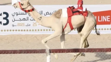 4 جولات رئيسية في مهرجان سباقات الهجن الأهلي الثالث عشر بالأبيض بسناو