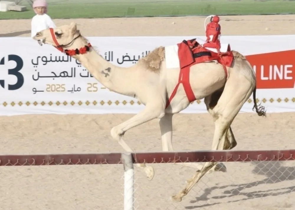 4 جولات رئيسية في مهرجان سباقات الهجن الأهلي الثالث عشر بالأبيض بسناو 4 جولات رئيسية في مهرجان سباقات الهجن الأهلي الثالث عشر بالأبيض بسناو