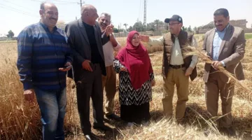 إيصال ما يزيد عن 118 ألف طن من القمح إلى الصوامع والمخازن في الغربية