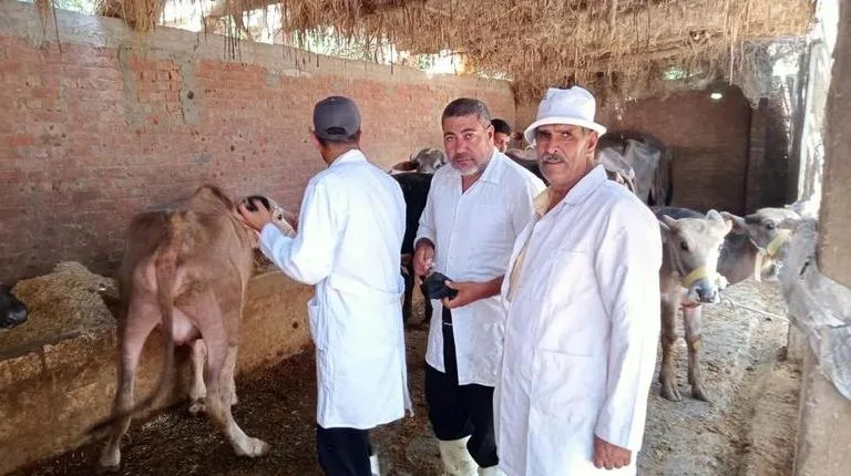 تحصين 331 ألف رأس ماشية لمكافحة الحمى القلاعية والوادي المتصدع بالمنوفية