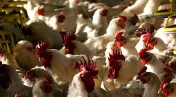 الجهات البيطرية والزراعية في شمال سيناء تُكذّب شائعات انتشار فيروس في مزارع الدواجن.