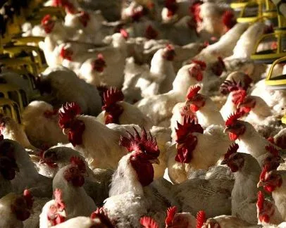الجهات البيطرية والزراعية في شمال سيناء تُكذّب شائعات انتشار فيروس في مزارع الدواجن. الجهات البيطرية والزراعية في شمال سيناء تُكذّب شائعات انتشار فيروس في مزارع الدواجن.