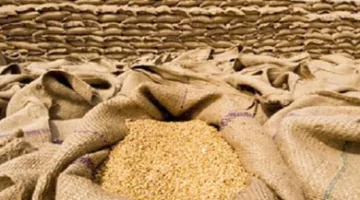 نقيب الزراعيين: نهدف إلى إنتاج 10 ملايين طن من القمح والدولة قدمت بذورًا عالية الجودة.