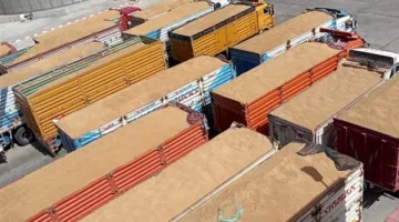 محافظ الوادي الجديد: مواصلة استلام القمح وتوريده خارج المنطقة بعد امتلاء صوامع الخارجة