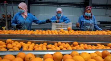 50 مليون دولار من صادرات الصناعات الغذائية المستهدفة إلى جنوب أفريقيا العام المقبل