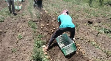 الشروق تتبع مراحل جمع محصول البطاطس في القليوبية