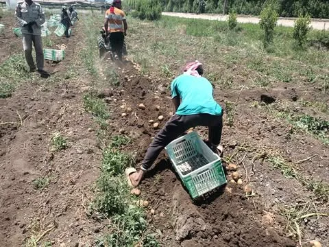 الشروق تتبع مراحل جمع محصول البطاطس في القليوبية الشروق تتبع مراحل جمع محصول البطاطس في القليوبية