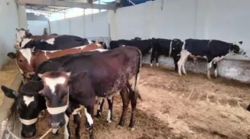حملة لزراعة شمال سيناء على مواقع بيع الأضاحي في العريش ورمانة
