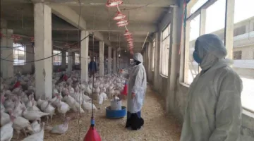 الطب البيطري في القاهرة ينشئ لجنة لمتابعة مزارع الدواجن لتقييم الوضع الوبائي