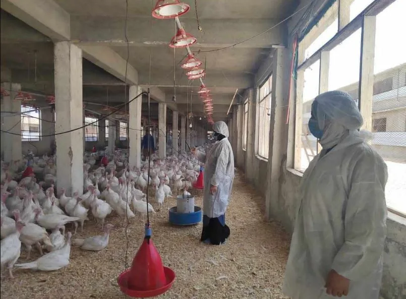 الطب البيطري في القاهرة ينشئ لجنة لمتابعة مزارع الدواجن لتقييم الوضع الوبائي الطب البيطري في القاهرة ينشئ لجنة لمتابعة مزارع الدواجن لتقييم الوضع الوبائي