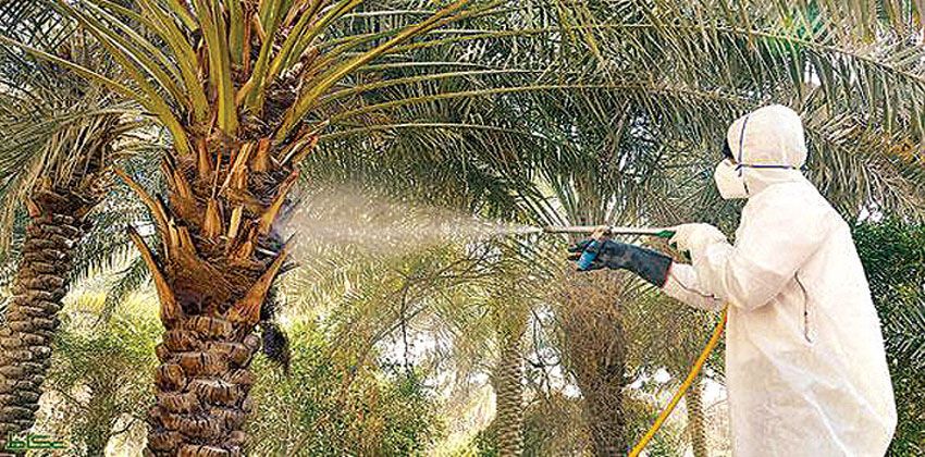 الوادي الجديد.. تنفيذ ندوة حقلية عن مكافحة سوسة النخيل بمنطقة غرب الموهوب بالداخلة