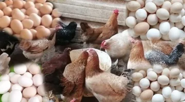 وزير الزراعة يعلق على تقارير نفوق 30% من الثروة الداجنة: أنشأنا لجنة للتحقيق في الأمر