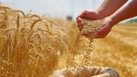 الشركة القابضة للصوامع تسيطر على 40% من شراء القمح المحلي في موسم الحصاد الحالي الشركة القابضة للصوامع تسيطر على 40% من شراء القمح المحلي في موسم الحصاد الحالي