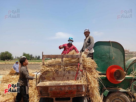 دريس-القمح