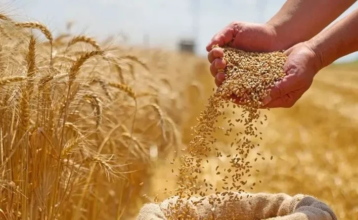 وزير الزراعة: نشهد زيادة 10% في إنتاجية فدان القمح.. وتوريد 1.6 مليون طن حتى اليوم