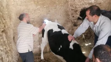 6.8 مليون لقاح لحماية الماشية.. “الزراعة” تختتم أول حملة تطعيم في 2025