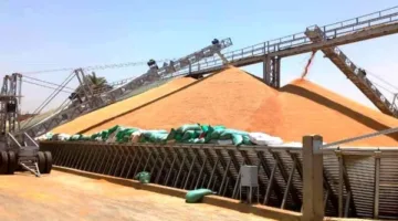 سوهاج تحقق إنجازًا تاريخيًا بتجاوز الهدف السنوي لتوريد القمح لأول مرة خلال شهر واحد