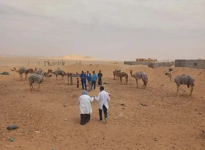 إطلاق قافلة بيطرية مشتركة لتقديم الفحوصات المجانية للحيوانات في مركز الحسنة بشمال سيناء إطلاق قافلة بيطرية مشتركة لتقديم الفحوصات المجانية للحيوانات في مركز الحسنة بشمال سيناء