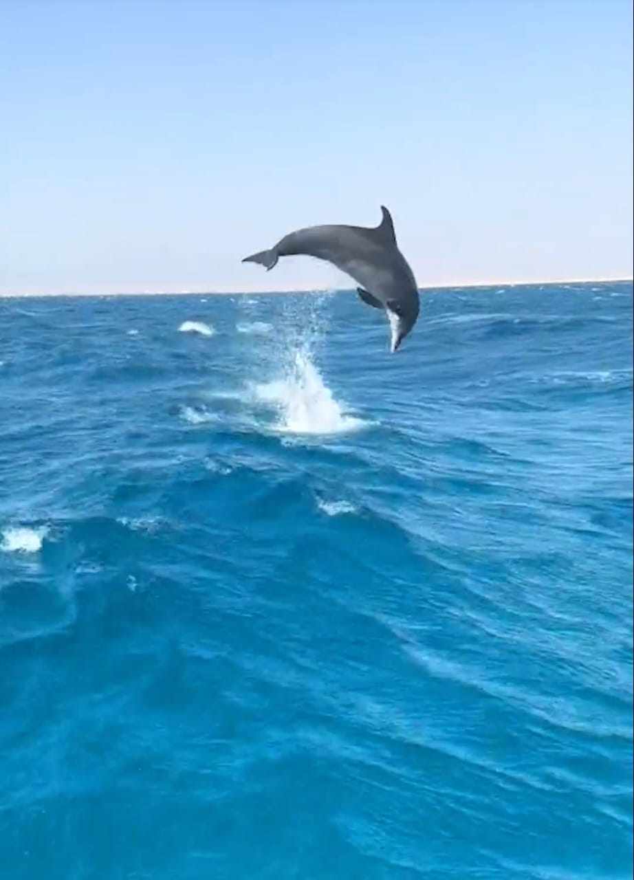 ظهور دولفين على شاطئ بالغردقة يجذب أنظار مدربي الغوص وقائدي مراكب السفاري