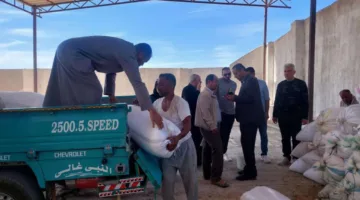توريد 234 ألف طن من القمح إلى صوامع وشون بني سويف