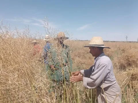 بدء حصاد نبات الكانولا بمركز الداخلة في الوادي الجديد