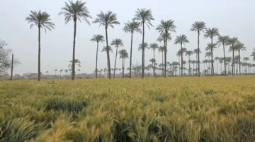 إعلان الوزراء: نشاط حكومي مستمر لتأمين المخزون الاستراتيجي من القمح وتسهيل إجراءات التوريد.