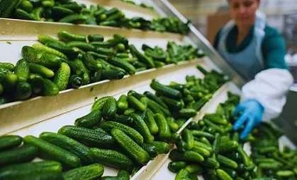 إصابة العشرات في 18 ولاية أمريكية بسبب انتشار بكتيريا السالمونيلا المرتبطة بسحب خيار من السوق إصابة العشرات في 18 ولاية أمريكية بسبب انتشار بكتيريا السالمونيلا المرتبطة بسحب خيار من السوق