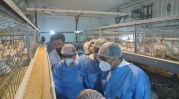 Inside the 7 Million Birds Project: An Egyptian-French Initiative to Enhance Food Security Through Massive Poultry Production in Minya