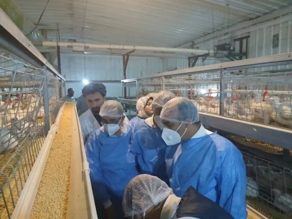 Inside the 7 Million Birds Project: An Egyptian-French Initiative to Enhance Food Security Through Massive Poultry Production in Minya Inside the 7 Million Birds Project: An Egyptian-French Initiative to Enhance Food Security Through Massive Poultry Production in Minya