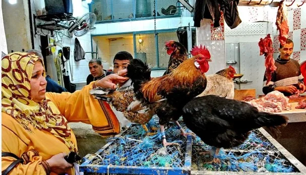 أسعار الدواجن تصل إلى 120 جنيها للكيلو.. استياء واسع بين سكان الإسكندرية: سنوقف الشراء حتى تنخفض الأسعار أسعار الدواجن تصل إلى 120 جنيها للكيلو.. استياء واسع بين سكان الإسكندرية: سنوقف الشراء حتى تنخفض الأسعار