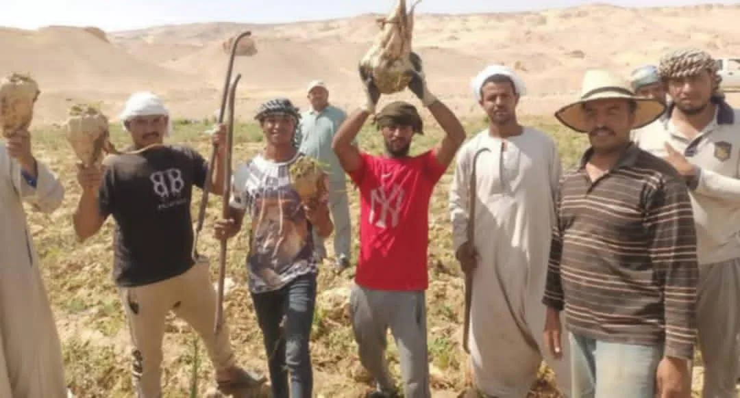 بدء موسم حصاد محصول بنجر السكر في الوادي الجديد بدء موسم حصاد محصول بنجر السكر في الوادي الجديد