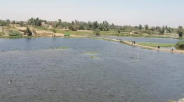 تحذير من غمر أراضي طرح النهر بسبب ارتفاع منسوب المياه بالمنوفية