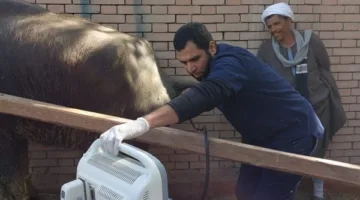 "الخدمات البيطرية" تفحص أكثر من 13 ألف رأس ماشية خلال ابريل