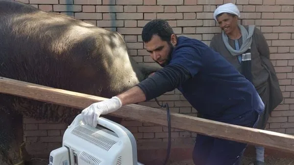 "الخدمات البيطرية" تفحص أكثر من 13 ألف رأس ماشية خلال ابريل "الخدمات البيطرية" تفحص أكثر من 13 ألف رأس ماشية خلال ابريل