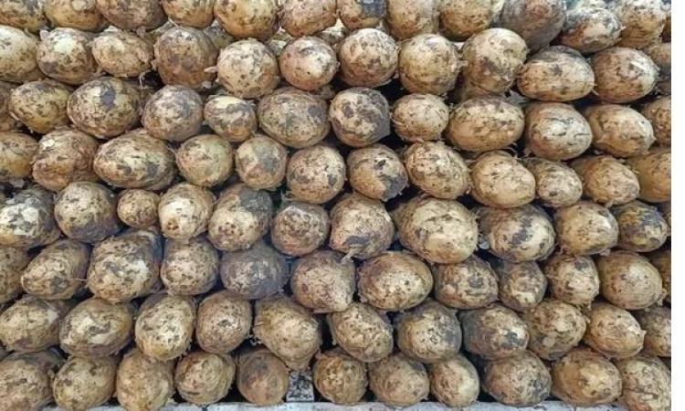 "الزراعة" تتابع عمليات حصاد البطاطس في المناطق الخالية من العفن البني