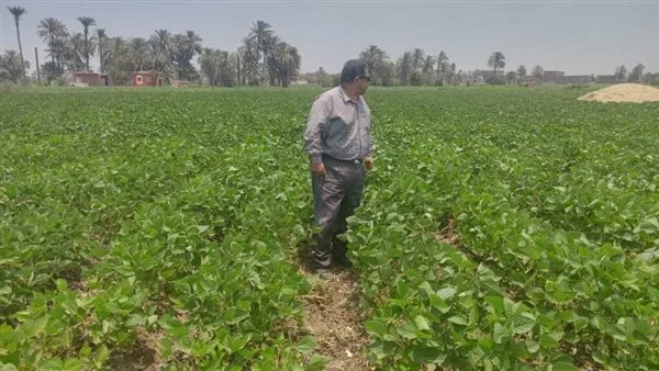 "الزراعة" تقدم نصائح فنية لمزارعي محصول فول الصويا خلال شهر مايو