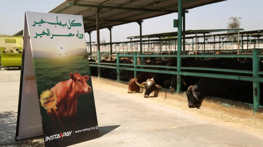 "تحت شعار الخير فرحة".. من مزارعنا للمستفيدين مصر الخير تطلق حملة صك الأضحية لعام ٢٠٢٥