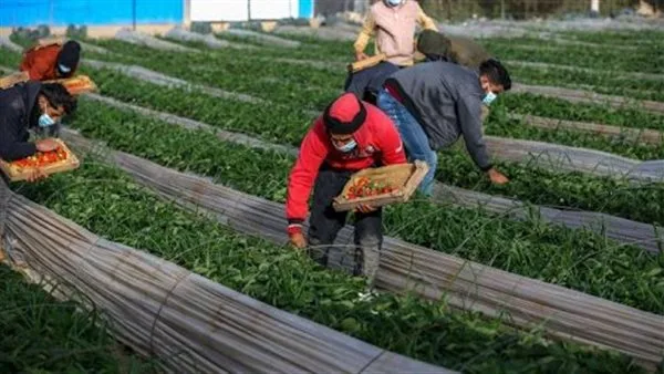 "حياة كريمة للفلاح".. كيف دعم التحالف الوطنى صغار المزارعين؟