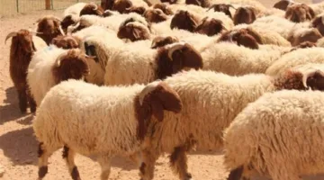 أسعار الأبقار والأغنام في محافظة الغربية اليوم الأحد 25 مايو 2025