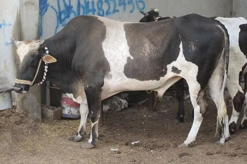 أسعار الأبقار والماعز والخراف في الأسواق.. تزامنا مع عيد الأضحي